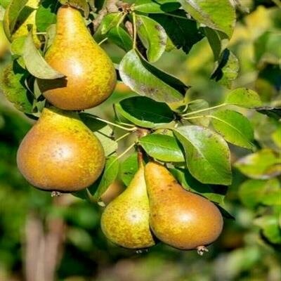 Conference European Pear Tree