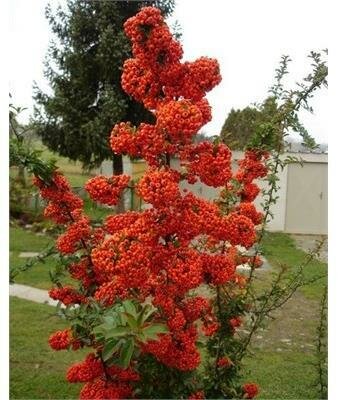Saphyr Red Firethorn Pyracantha