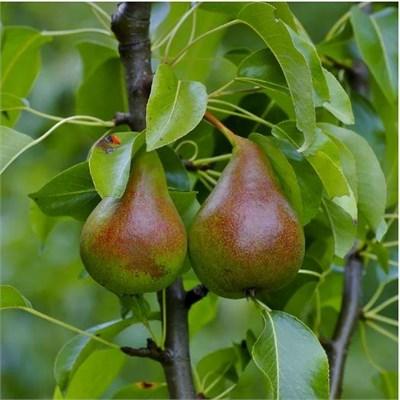 Summercrisp European Pear Tree
