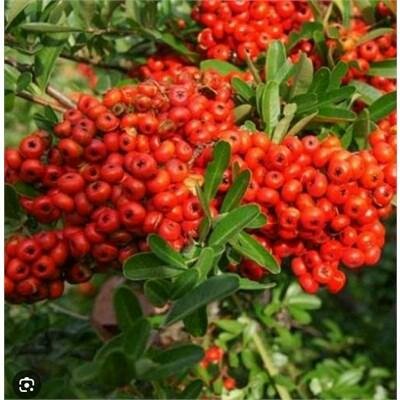 Victory Firethorn Pyracantha