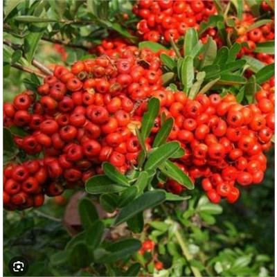 Victory Firethorn Pyracantha