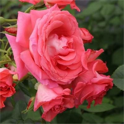 America Climbing Rose