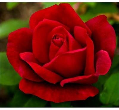 Chrysler Imperial Hybrid Tea Rose