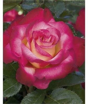 Dick Clark Grandiflora Rose