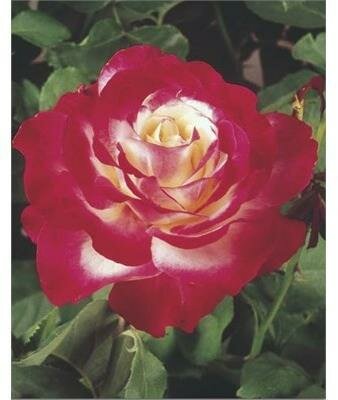 Double Delight Hybrid Tea Rose Tree