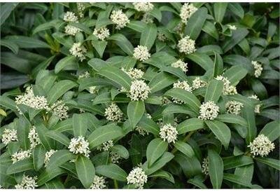 Reeve's Skimmia (Self-fertile)