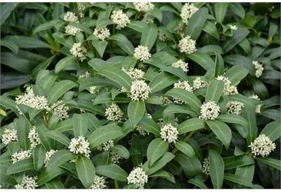Reeve's Skimmia (Self-fertile)