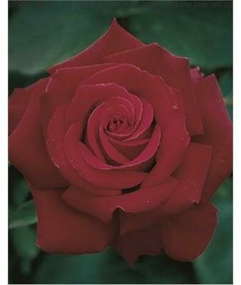 Firefighter Hybrid Tea Rose