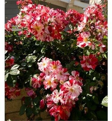 Fourth Of July Climbing Rose