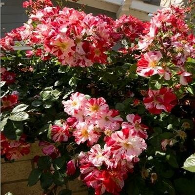 Fourth Of July Climbing Rose