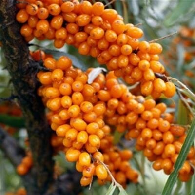 Leikora Fruiting Sea Berry