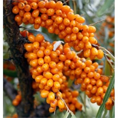 Leikora Fruiting Sea Berry