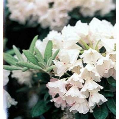 Crete Yak Rhodo
