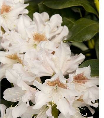 Cunningham's White Rhodo