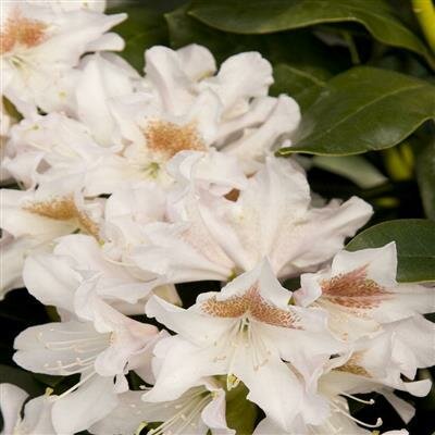 Cunningham's White Rhodo - image 2