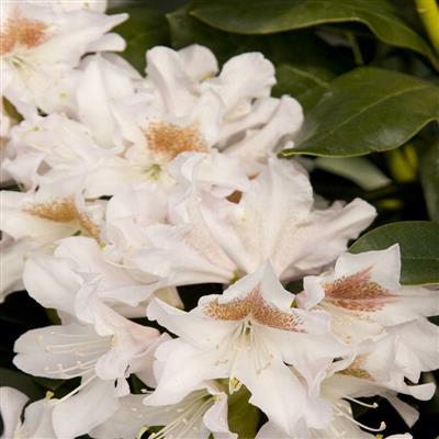 Cunningham's White Rhodo - image 2