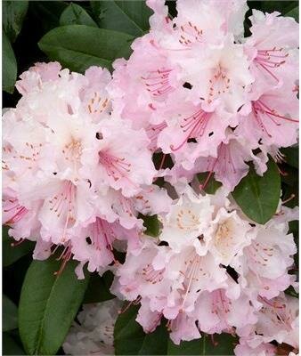 Cunningham's Blush Rhodo