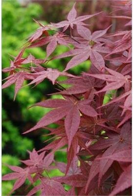 Rhode Island Red Japanese Maple