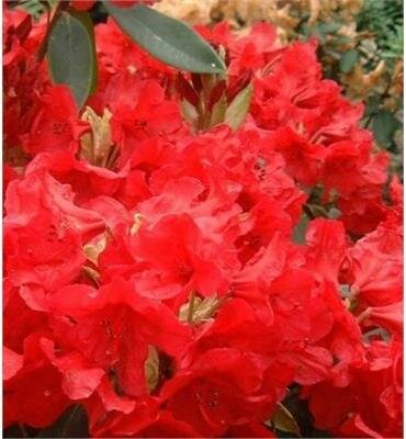 Vulcan's Flame Rhodo