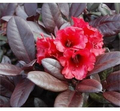 Everred Rhodo