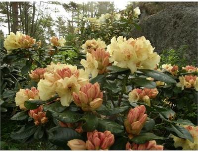 Gold Prinz Miyama Rhodo