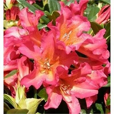Golden Gate Rhodo