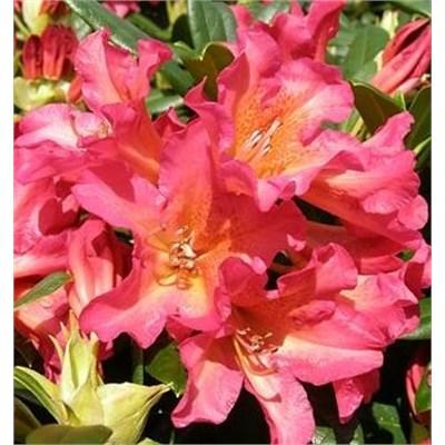 Golden Gate Rhodo