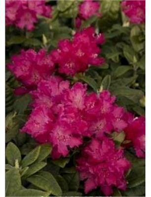 Hellikki Rhodo