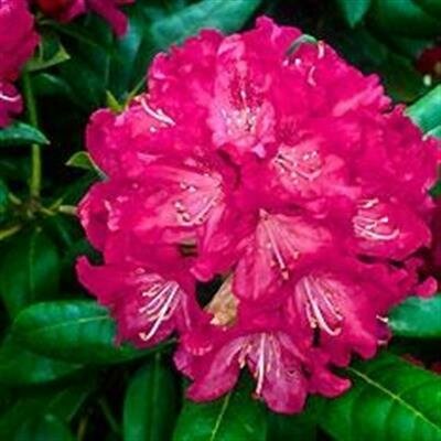 Holden Rhodo