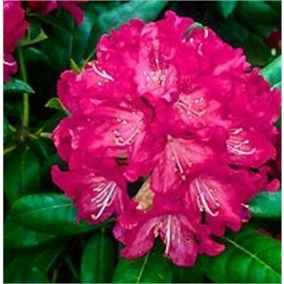 Holden Rhodo