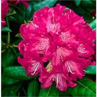 Holden Rhodo