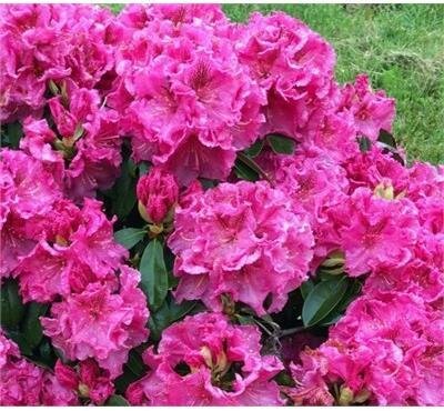 Holden's Raspberry Ruffles Rhodo