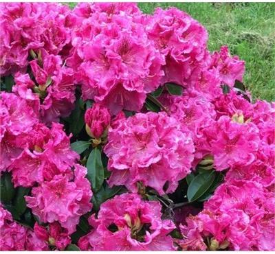 Holden's Raspberry Ruffles Rhodo