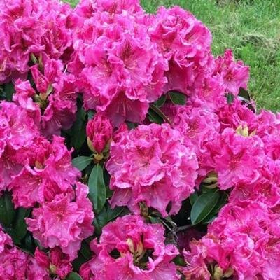 Holden's Raspberry Ruffles Rhodo - image 2