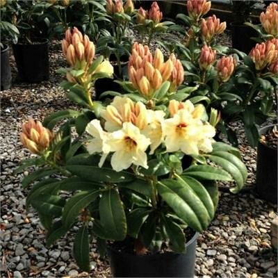 Holden's Solar Flair Rhodo