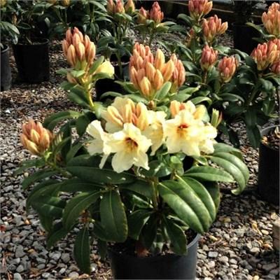 Holden's Solar Flair Rhodo