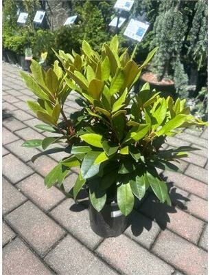 Mardi Gras Rhodo - image 1