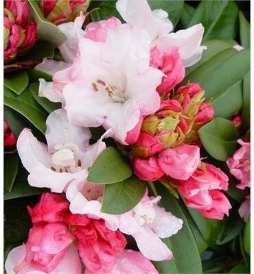 Mardi Gras Rhodo - image 2