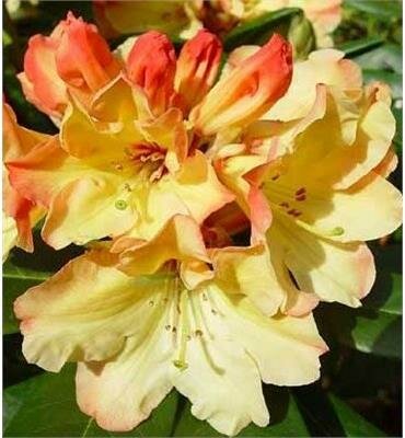 Nancy Evans Rhodo