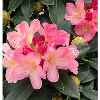 Percy Wiseman Rhodo
