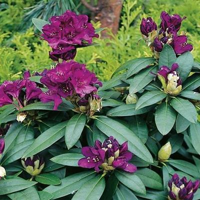 Polarnacht Rhodo - image 2