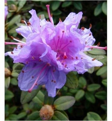 Ramapo Rhodo