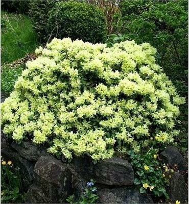 Shamrock Rhodo