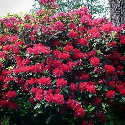 Vulcan's Flame Rhodo