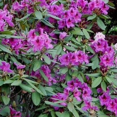 Wojnar's Purple Rhodo - image 2