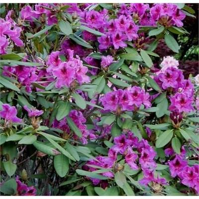 Wojnar's Purple Rhodo - image 4