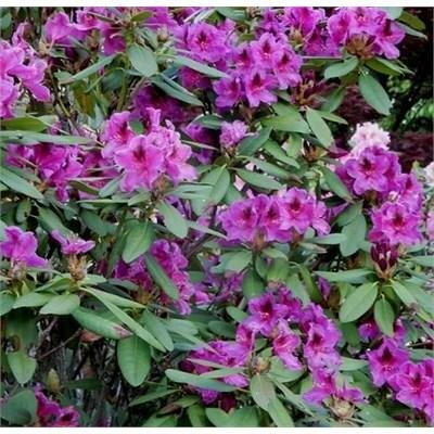 Wojnar's Purple Rhodo - image 5