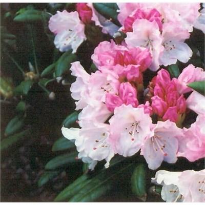 Crete Yak Rhodo