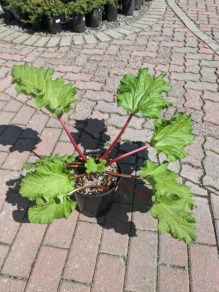Strawberry Red Rhubarb - image 1