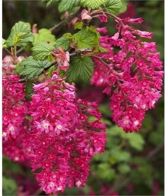 King Edward VII Flowering Currant Tree